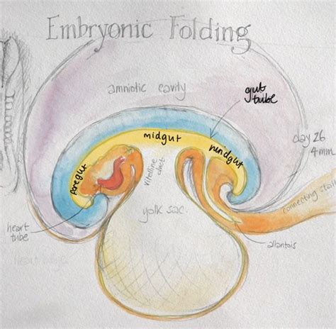 Embryology 7 8 Flashcards Quizlet