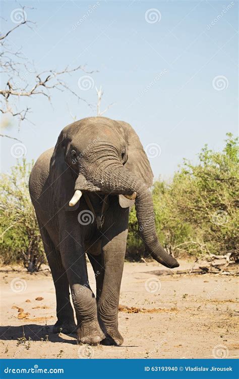 African Elephants Loxodon Africana In Chobe National Park Botswana