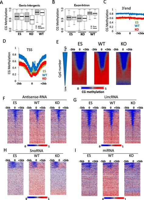 CG Methylation Changes At Protein Coding Genes And Noncoding RNA Genes