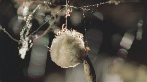 Redback Spider Egg Sac Hatching Youtube