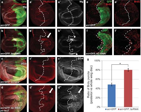 Tsr Knockdown Induces Expression Of Yki Target Genes And BrdU Labeling