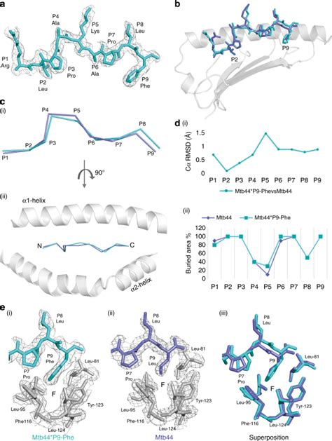 Pathogen Derived Hla E Bound Epitopes Reveal Broad Primary Anchor