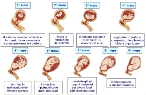 La Gravidanza E Il Parto Attivazioni Biologiche