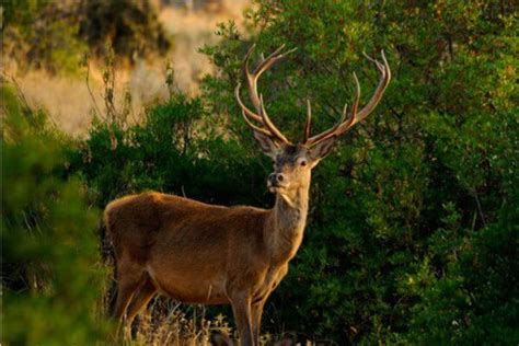 C Mo Es El Ciervo Caracter Sticas Del Ciervo N O Venado