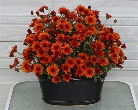 FALL MUMS - Long-lasting in arrangements - Sowing the Seeds