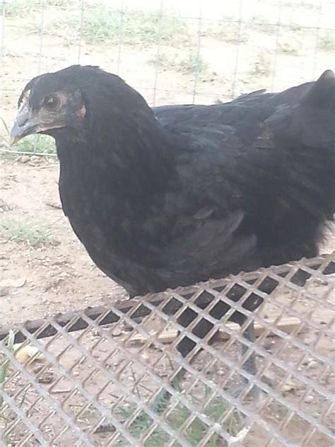 Black Sex Link Page Backyard Chickens Learn How To Raise Chickens