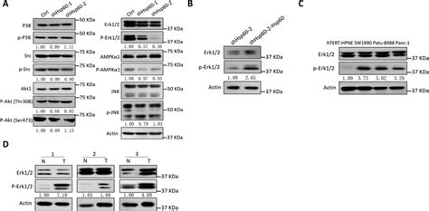 Hsp60 Associated With The Phosphorylation Of Erk1 2 A Analysis Of