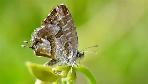 Top 5 Mariposas de España la península ibérica y sus bellezas Mariposas