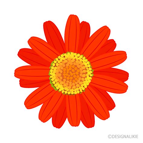 Flower Daisy Red