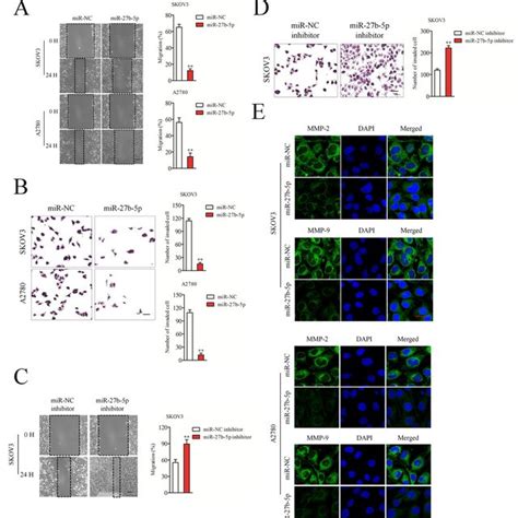 Mir 27b 5p Inhibits Ovarian Cancer Cell Migration And Invasion A