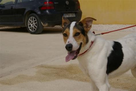 Lolo Perro Adoptado En Orihuela Alicante Bamb Difunde