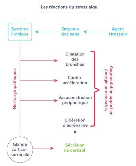 Sch Matiser Les R Actions Du Stress Aigu Tle Exercice De