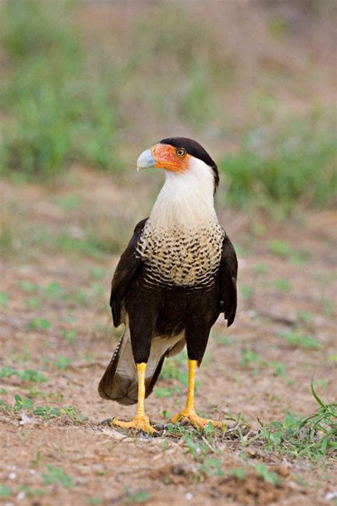 Crested Caracara Caracara Cheriway Aka Mexican Eagle