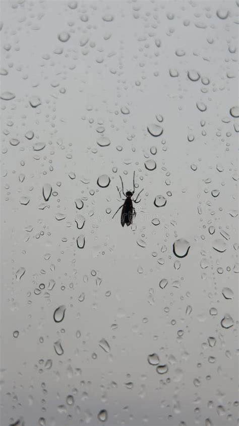 Bugs Stick To The Glass When It S Raining Stock Image Image Of Line
