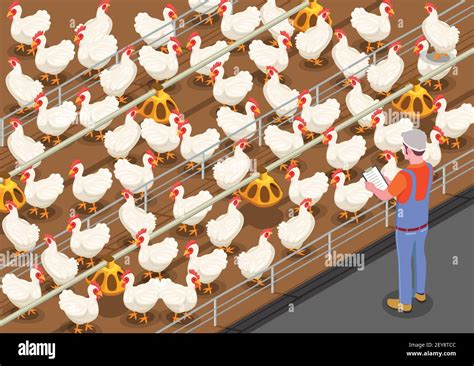 Poultry Isometric Background With Staff Member On Chicken Farm