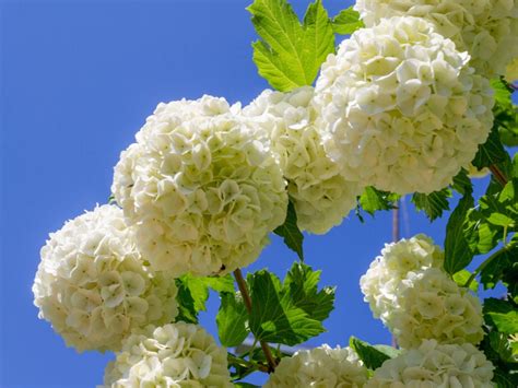 Non Flowering Viburnums Getting A Viburnum Shrub To Bloom