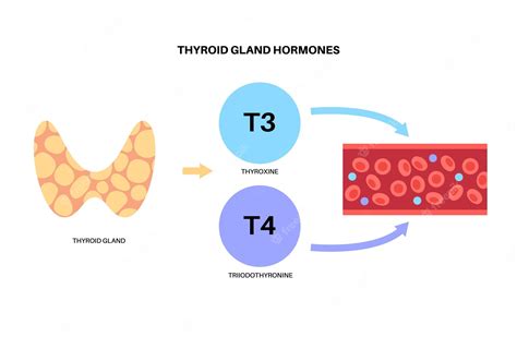Premium Vector Thyroid Gland Functions Diagram T3 T4 Hormones And