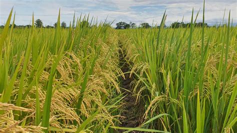 Manvert Mejora De La Producci N Y Calidad En Arroz