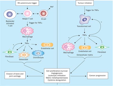 Tumour Necrosis Factor α A Potential Target For The Therapy Of Solid Tumours The Lancet Oncology