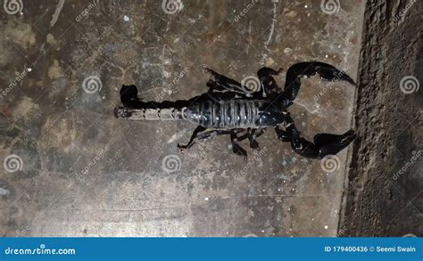 Scorpion King Size Inside the House Stock Photo - Image of pest, soil: 179400436