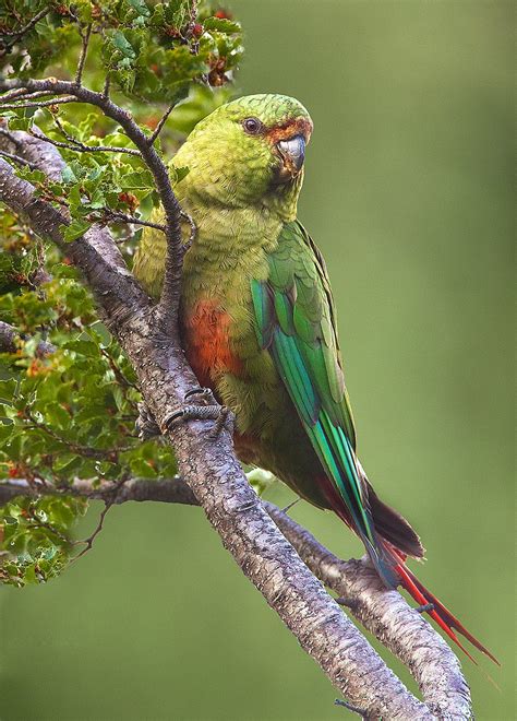 Patagonia birds - Jim Zuckerman photography & photo tours