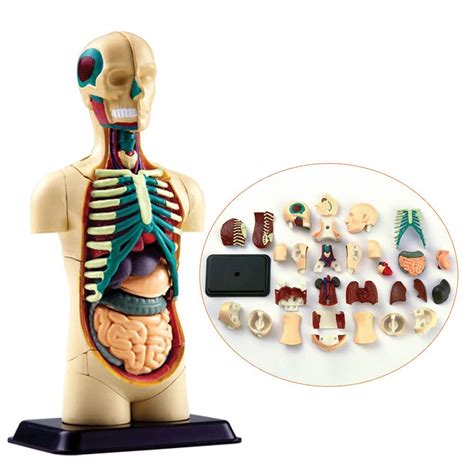 Buy FXQ Human Torso Model Human Body Half Body Internal Organs