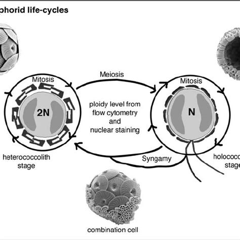 Schematic Illustration Of Coccolithophorid Life Cycles From Geisen Et