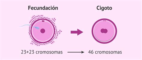 Fecundación y formación del cigoto