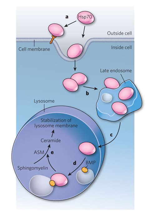 A Proteinlipid Interaction Stabilizes Lysosome Membranes Heat Shock