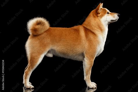 Cute Pedigreed Red Shiba Inu Breed Dog Standing On Isolated Black