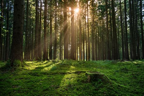 Free Forest Sunrise Stock Photo Freeimages