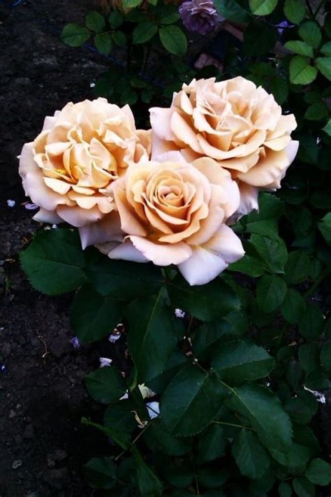 Bouquetflower Honey Dijon Rose Photo 2548840 Weddbook