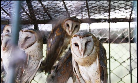 Shirley Theresia Common Barn Owl Burung Hantu Kubur