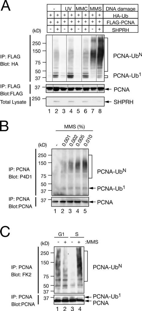 PCNA Polyubiquitination Is Induced By MMS A HEK 293T Cells