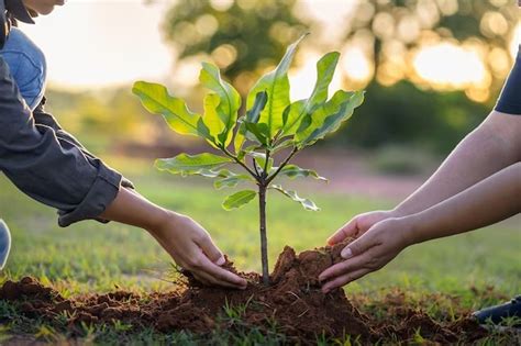 Pasos A Tener En Cuenta Para Plantar Un Árbol Bien Verde Blog