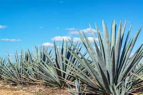 Jugo De Maguey Beneficios Y Propiedades Bebida Medicinal