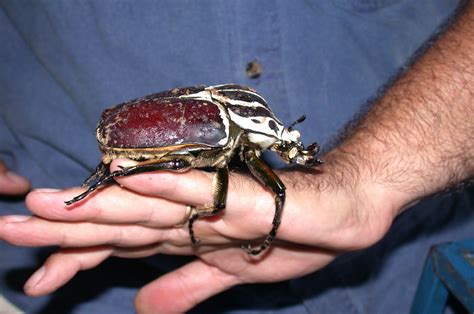 The Goliath Beetles Named After The Biblical Giant Goliath