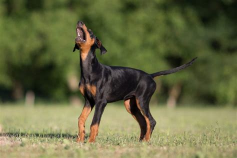 Ventajas De Esterilizar O Castrar A Tu Perro Adoptar