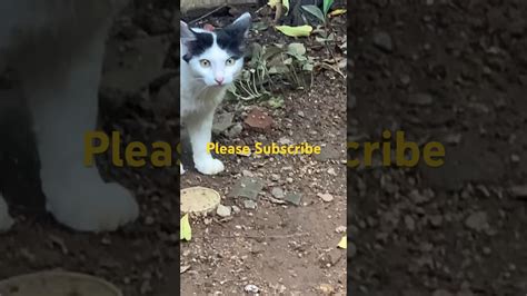 Cat Music Youtube