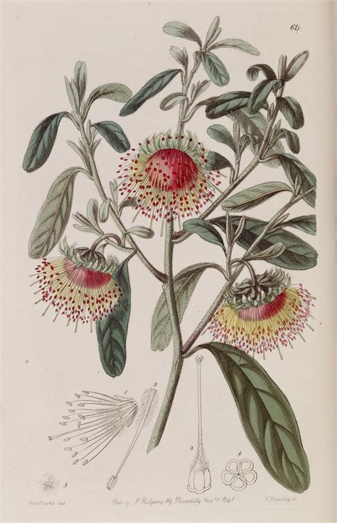 N W Edwards S Botanical Register London James Ri Flickr