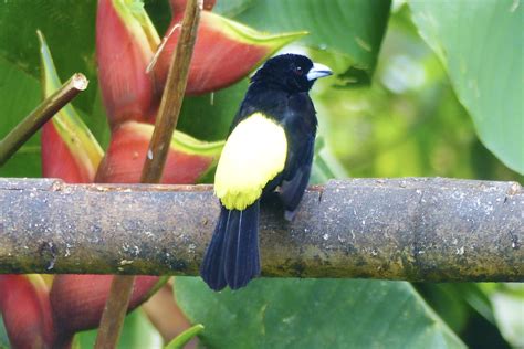 Flame Rumped Tanager Mindo Ecuador Cloud Forest Frederick Bowen