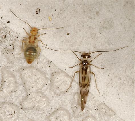 Bark Louse Nymph Graphopsocus Cruciatus BugGuide Net