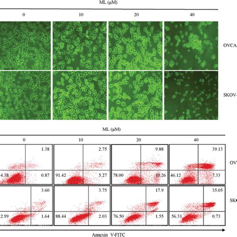 Effects Of Ml On Apoptosis Ovcar And Skov Cells Were Treated With