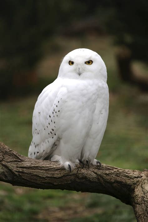 Pin By Rossella Tosetti On Cuccioli Di Gufo In 2024 Snowy Owl Owl