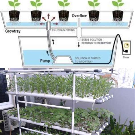 Ebb And Flow Hydroponics Advantages Disadvantages Agri Farming