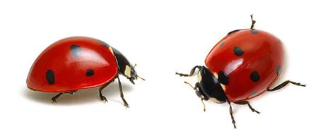 Comment se débarrasser des coccinelles sans leur faire de mal Sante