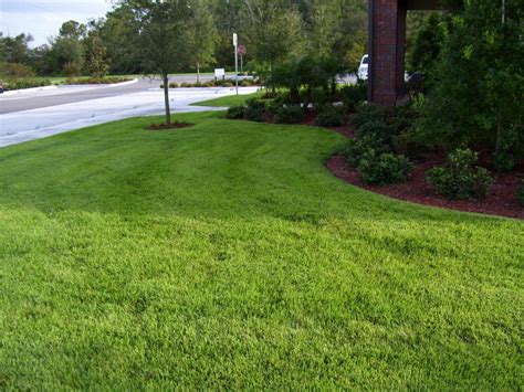 Zoysia Sod Zoysia Grass Great Deals Delivered To Your Property