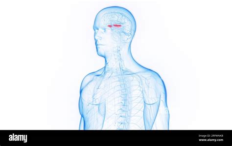 Medial Globus Pallidus Illustration Stock Photo Alamy