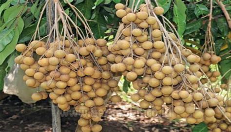 Cara Merawat Tanaman Kelengkeng Agar Hasil Melimpah