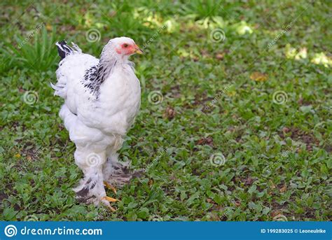 A White Chicken Runs Across A Green Meadow Stock Image Image Of Grass